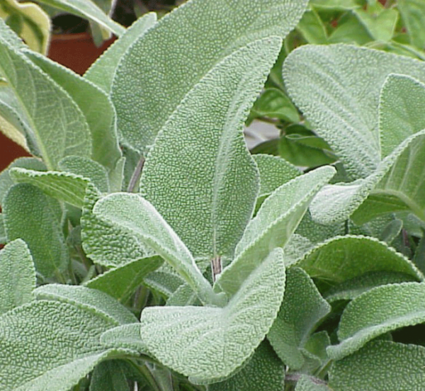 zalfija-salvia-officinalis-v