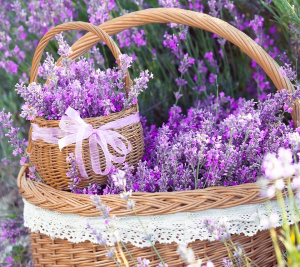 flowers-lavender-baskets-purple-flowers-ribbon-86328