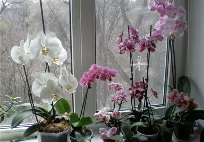 ZA KRATKO VRIJEME ĆETE BITI ODUŠEVLJENI: Trik da vam orhideje CVJETAJU KAO LUDE 