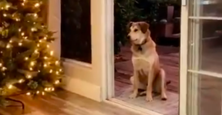 PAS ODBIJA UĆI U KUĆU DOK DJEVOJČICA NE URADI OVO: Cijeli Internet gleda u OVAJ SNIMAK i vrišti od smijeha!