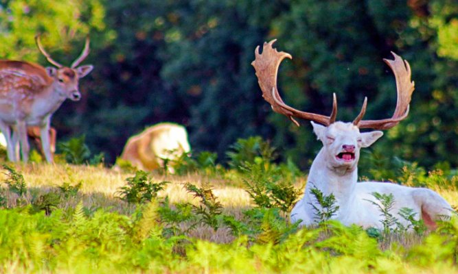 8-albino-jelen-koji-je-upravo-kihnuo