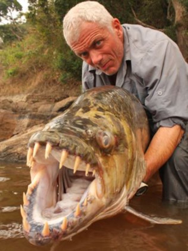ova-ogromna-riba-sa-ogromnim-zubima-0