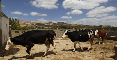 RODITELJI PRODALI NEVINU KĆERKU PREKO FACEBOOKA: Za nju dobili 500 krava, tri automobila i 16.000 KM!