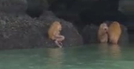 POLA LJUDI, POLA MAJMUNI: Slučajno su snimili BIZARNA STVORENJA KAKO IZVODE RITUAL, niko nije znao da ONI POSTOJE (VIDEO)