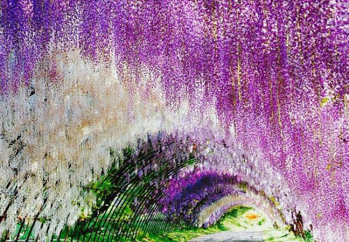ODMOR ZA OČI I DUŠU: Prekrasni cvjetni park u Japanu će vas ostaviti bez riječi (FOTO)