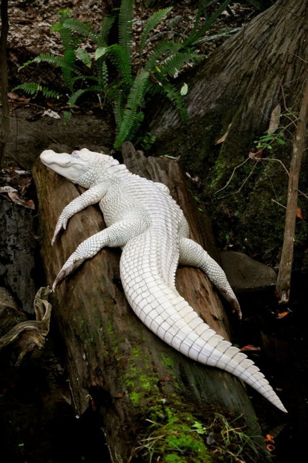 aligator
