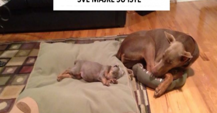 PREDIVNE FOTOGRAFIJE KOJE ĆE VAM IZMAMITI OSMIJEH: Posljednja će vam vratiti vjeru u ljude