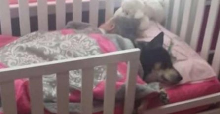 PRIMIJETILI SU DA SE PAS ČUDNO PONAŠA U BLIZINI NJIHOVE KĆERKICE: Odveli su je kod ljekara, pa otkrili JEZIVU ISTINU!