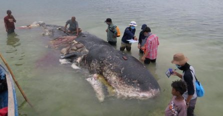 KIT SE NASUKAO  NA OBALU, A KADA SU VIDJELI ŠTA SE NALAZI U NJEGOVOJ UTROBI ZALEDILI SU SE: "Ovo je strašno" 