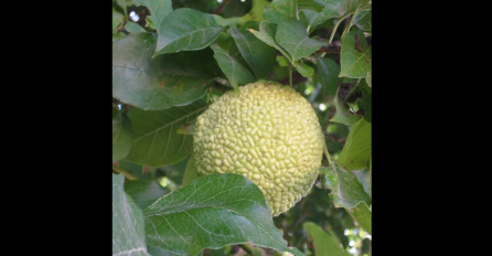 PLOD OVOG DRVETA VIĐAMO NA SVAKOM KORAKU, ALI OVO NISMO ZNALI: Upozorite ljude, svi ovo trebaju pročitati!