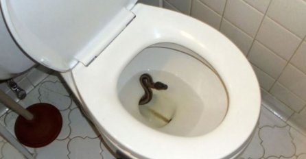 Pronašao zmiju u WC šolji, odmah zvao pomoć