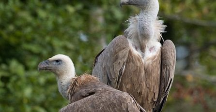 Uginuo posljednji par bjeloglavih supova u BiH, utvrđeno da su otrovani