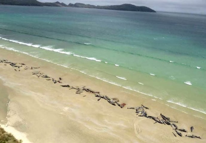 Pronađeno 145 nasukanih kitova na plaži Novog Zelanda, nije im bilo spasa