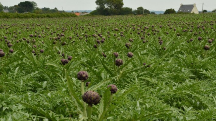 artichoke-1655484-1280-880x495
