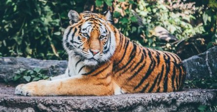 ZA BURMANSKI HOROSKOP RIJETKO KO ZNA, A KAŽU DA SVE POGAĐA: Provjerite koji ste znak i šta vas čeka 