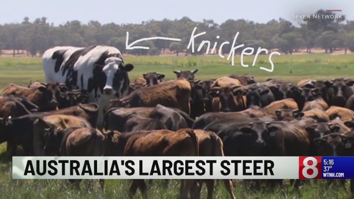 holy-cow-giant-steer-knickers-stands-9-63443334-ver1-0-1280-720