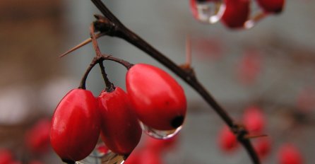 SVEMOGUĆI ŠIPAK: Kad vidite šta sve liječi, odmah ćete otići na pijacu da kupite ZA LIJEKA