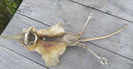 ŠETALA JE PLAŽOM, PA UGLEDALA OVAJ UŽASAN PRIZOR: Svi su se zaledili kada su vidjeli šta je more izbacilo (FOTO) 