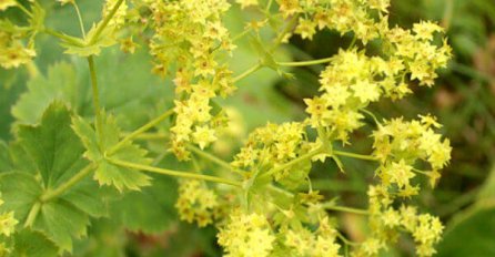 ZA VRKUTU KAŽU DA JE NAJBOLJI PRIJATELJ ŽENA: Evo kako se priprema čaj koji čini čuda, rješava "ŽENSKE PROBLEME" 