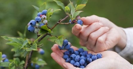 Dovoljna je samo šaka ovih šumskih plodova dnevno i LJEKARI VAM VIŠE NEĆE TREBATI! 