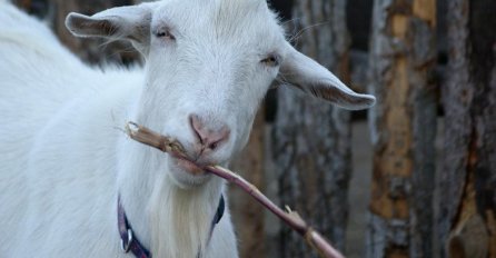 OSTAVILI SMO 20.000 EURA NA STOLU DA KUPIMO NJIVE, A ONDA JE UŠLA NAŠA KOZA: Muž od tada samo šuti i gleda u jednu tačku!