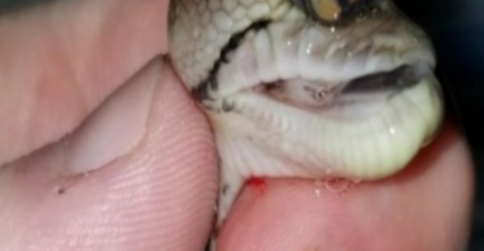 ZMIJSKO JAJE JE BILO ČUDNE BOJE: Kada je mladunče izašlo svi su ZANIJEMILI 