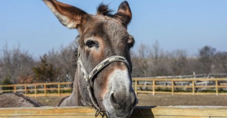 PRIČA: Čovjek, dijete i magarac