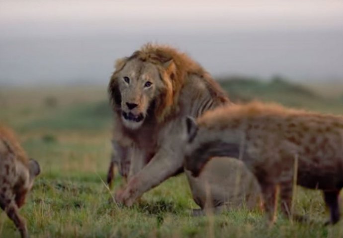 OKRŠAJ O KOJEM BRUJI INTERNET: Čopor hijena napao lava, a onda je došao njegov brat (VIDEO)