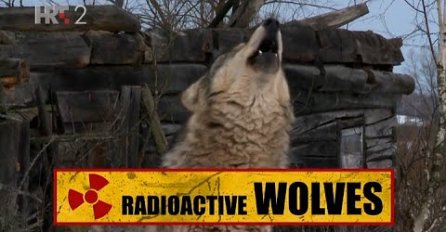 VUKOVI IZ ČERNOBILA UTJERUJU STRAH U KOSTI: Pogledajte kakve je zvjeri napravila radijacija! (VIDEO)