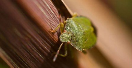 OVAJ SPREJ OD SAMO 3 SASTOJKA UNIŠTAVA SMRDIBUBE NA LICU MJESTA: Sve će nestati ZAUVIJEK, a evo kako da ga napravite (RECEPT)