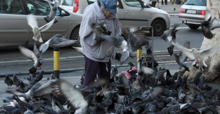 UPOZORENJE GRAĐANIMA: Ako na ulici vidite goluba sa ROSKASTIM PERJEM, BJEŽITE GLAVOM BEZ OBZIRA!