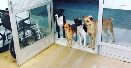 BESKUĆNIK JE ZAVRŠIO U BOLNICI: Psi lutalice za koje se brinuo satima čekali ispred