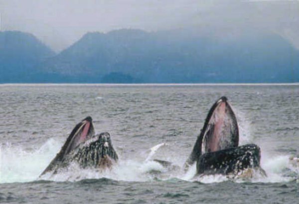 humpback-lunge-feeding