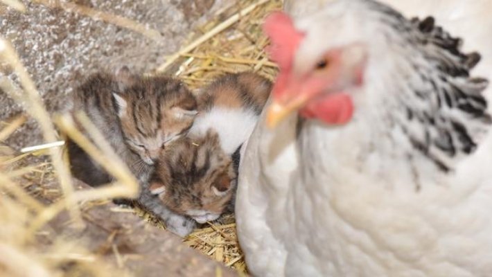 963b3adf2ad0976a4538