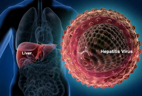 webmd-rf-photo-of-liver-and-hepatitis-virus