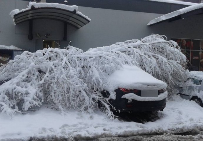 SNIJEGOM OKOVANA SRBIJA: Drveće pucalo pod pritiskom snijega i LOMILO AUTA, užasne scene širom zemlje