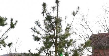 BOSANAC OBJAVIO SLIKU SVOJE JELKE I ZAPALIO REGION: Pogledajte čime ju je okitio! (FOTO)