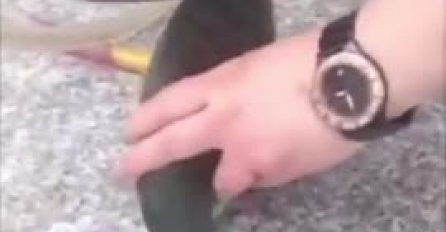 IZVADILA JE ŠKOLJKU IZ MORA: Željela je da nađe biser, A KAD JE OTVORILA SKORO SE ONESVIJESTILA OD IZNENAĐENJA (FOTO)