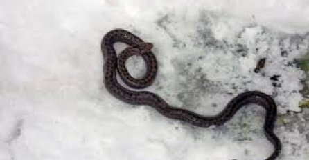 U DECEMBRU SE POJAVILE ZMIJE, A VOĆKE SU CVJETALE: Evo šta to znači, kakav nas januar čeka