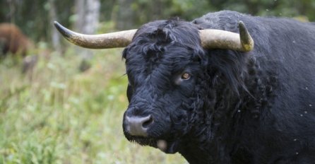 SJEME BIKA KOŠTA 1.000 MARAKA Farmeri upozoravaju: "Evo kakva se telad rađaju"