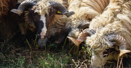 Belgija: U Flamanskoj regiji počela zabrana halal klanja životinja