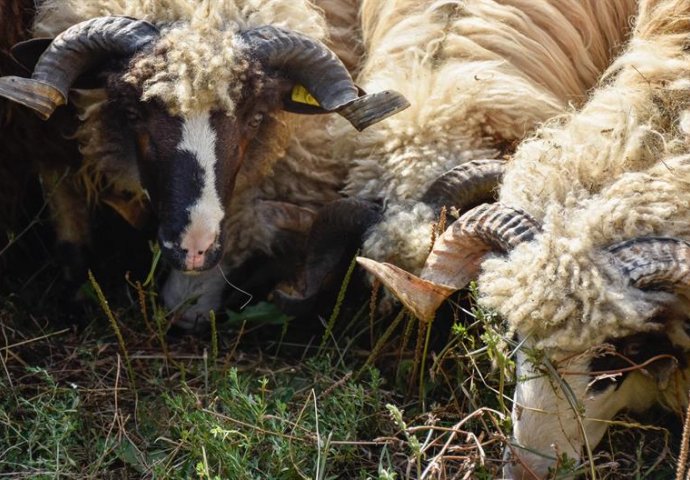 Belgija: U Flamanskoj regiji počela zabrana halal klanja životinja