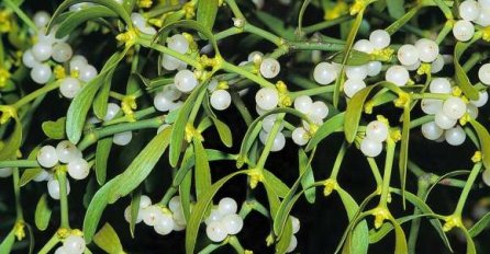 Djeluje protiv jakih glavobolja, opadanja kose: Ova biljka sadrži čitav niz ljekovitih materija, samo pazite na ovo VAŽNO UPOZORENJE