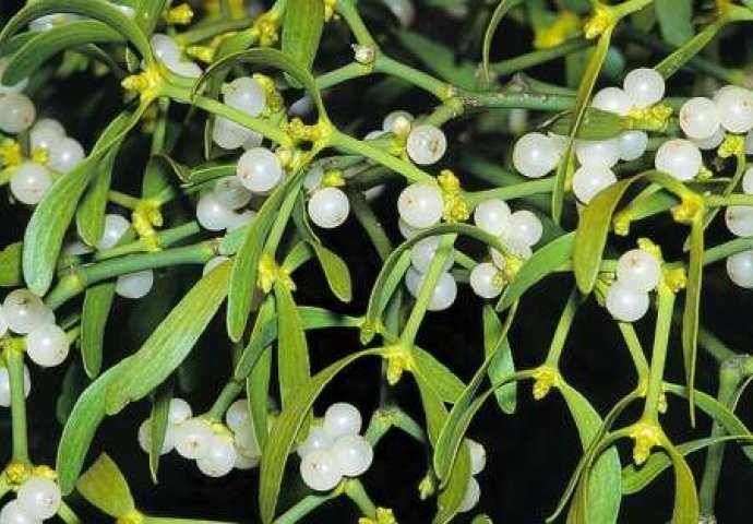 Djeluje protiv jakih glavobolja, opadanja kose: Ova biljka sadrži čitav niz ljekovitih materija, samo pazite na ovo VAŽNO UPOZORENJE