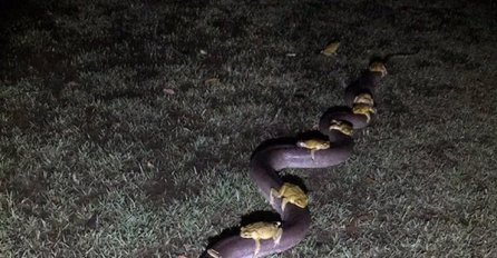 Tokom oluje u dvorištu se pojavila OGROMNA ZMIJA, a evo šta je nosila na leđima (FOTO)
