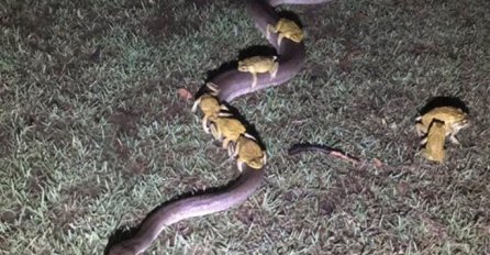 PALO 70 mm KIŠE, A ONDA SE U NJIHOVOM DVORIŠTU POJAVIO PITON: Ono što mu je bilo na leđima ZGROZILO JE SVE 