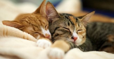 NEPOZNATA MAČKA VAM SE POJAVILA NA KUĆNOM PRAGU? INDIJSKO VJEROVANJE UPOZORAVA: "U toj kući će uskoro biti..."