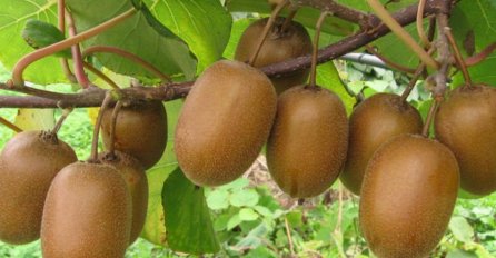 DA LI VOLITE JESTI KIVI? Evo šta to radi vašem zdravlju