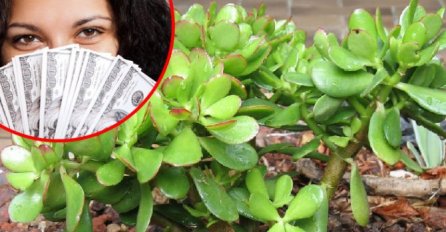 Ova biljka donosi novac: Evo kako da je gajite i privučete energiju bogatstva