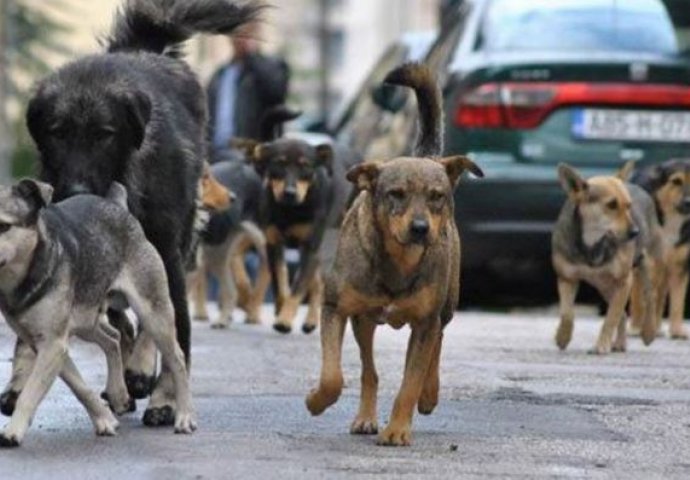 Njemačka želi udomiti i pse lutalice iz BiH,  lista pasmina koje su im najdraže